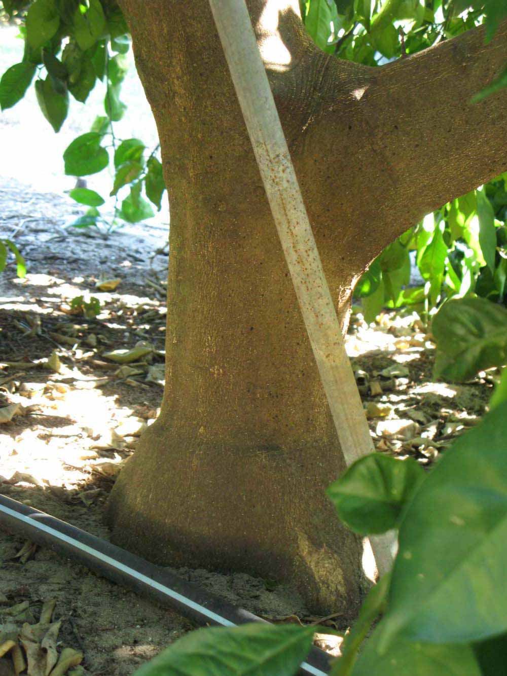            Bark (Winter Haven, FL)   